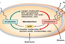 Metabolism-Restore-Roids101-1