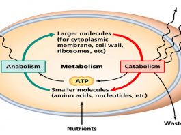 Metabolism-Restore-Roids101-1