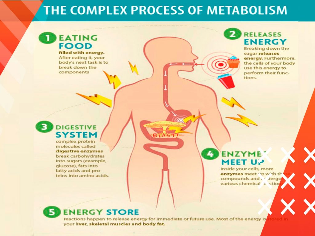How to Safely Restore Metabolism? Step by Step Guide 1 Metabolism-Restore-Roids101-4