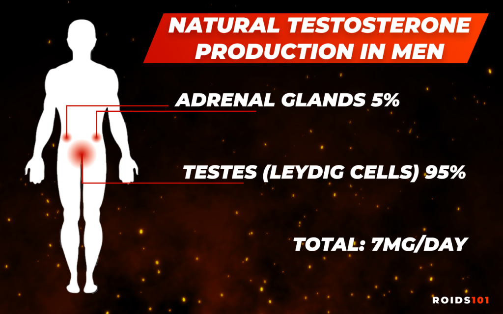 natural testosterone