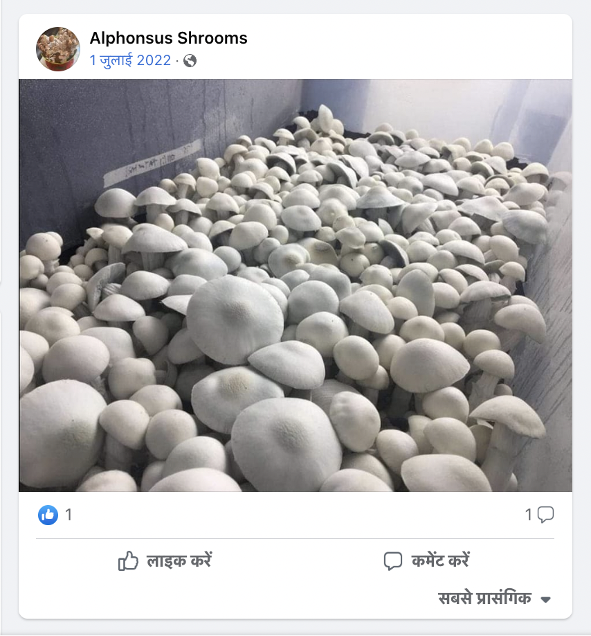 pic shrooms james facebook