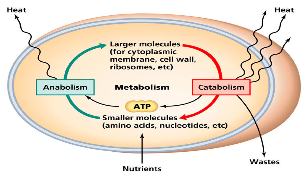 Metabolism-Restore-Roids101-1