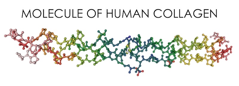 human collagen molecule 2 — Roids101
