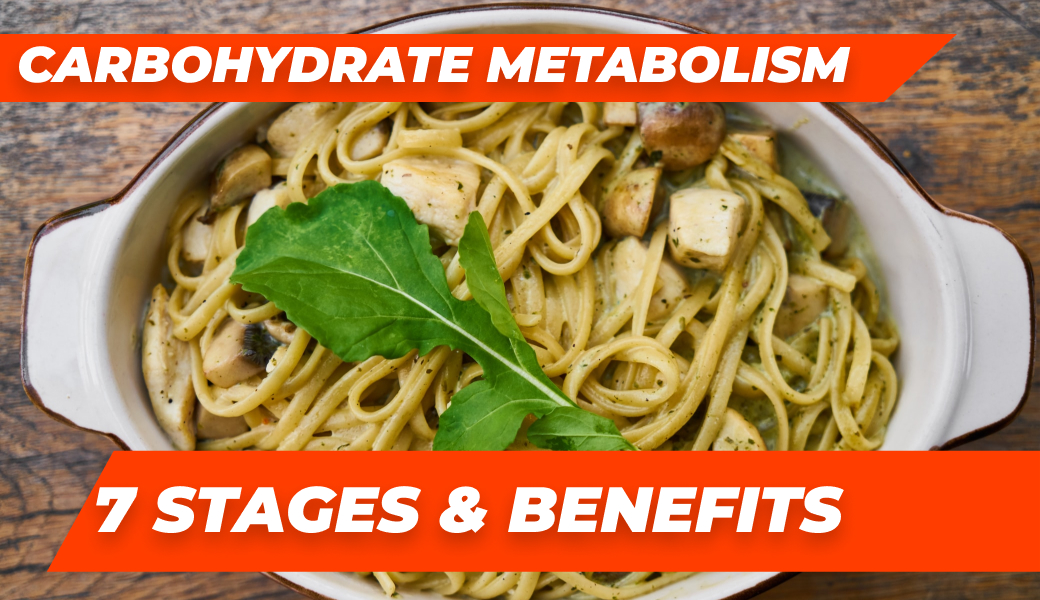 what is carbohydrate metabolism 7 stages benefits — Roids101
